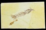 Fossil Mantis Shrimp (Pseudosculda) - Lebanon #123991-1